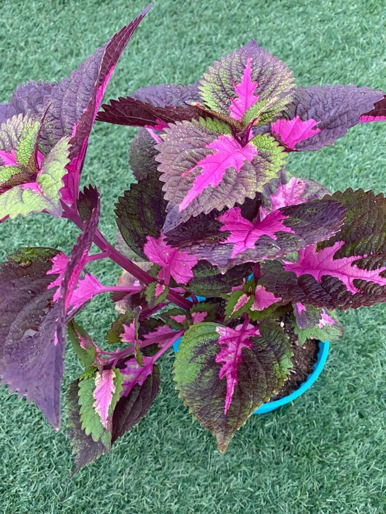 Coleus (China Rose), Furniture & Home Living, Gardening, Plants & Seeds ...