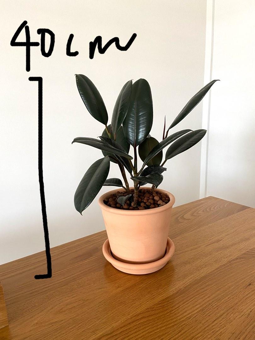 Ficus elastica Rubber Tree Plants with terracotta pot indoor outdoor