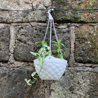 Hanging Pot White (sold per piece - plant is not included)
