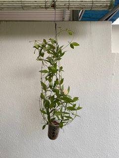 (Category: ) located in . Submitted by hansplants (Listing ID 1184427120, Image 1). Description: .