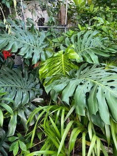 (Category: ) located in . Submitted by hansplants (Listing ID 1184427988, Image 1). Description: .