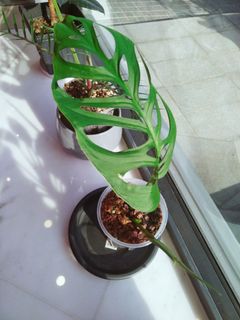 (Category: ) located in . Submitted by planterism (Listing ID 1183555983, Image 1). Description: .
