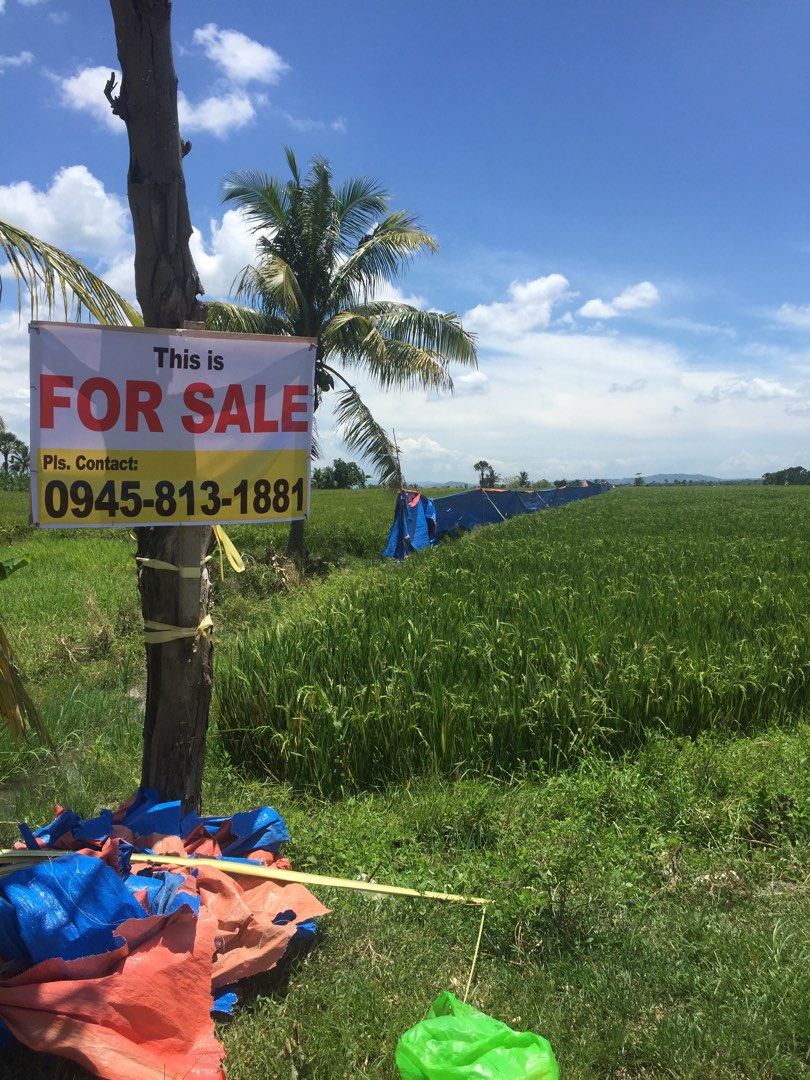 Rice Field for Sale, Property, For Sale, Lot on Carousell