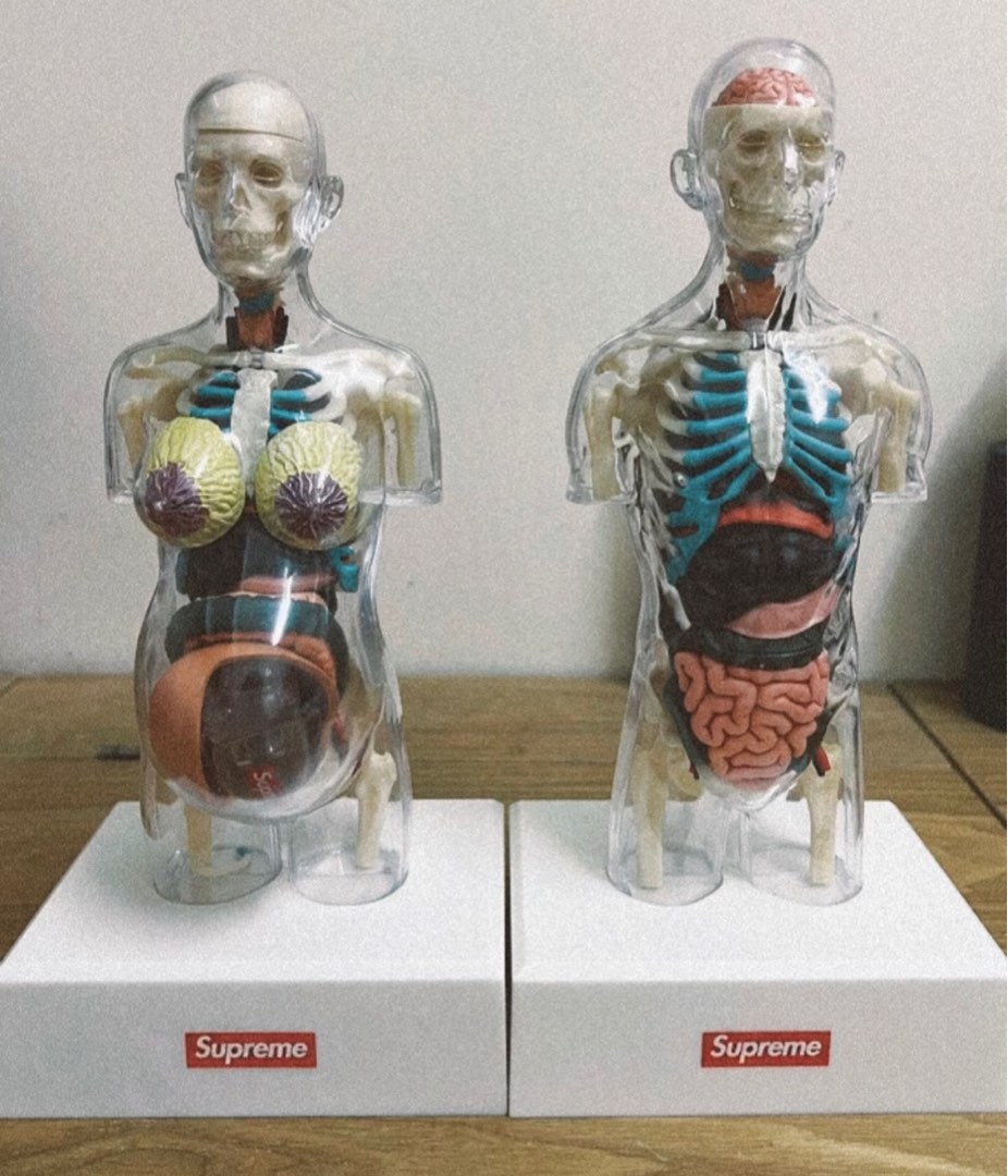 超激安格安 Supreme - SUPREME female anatomy model 男女 セット 人体