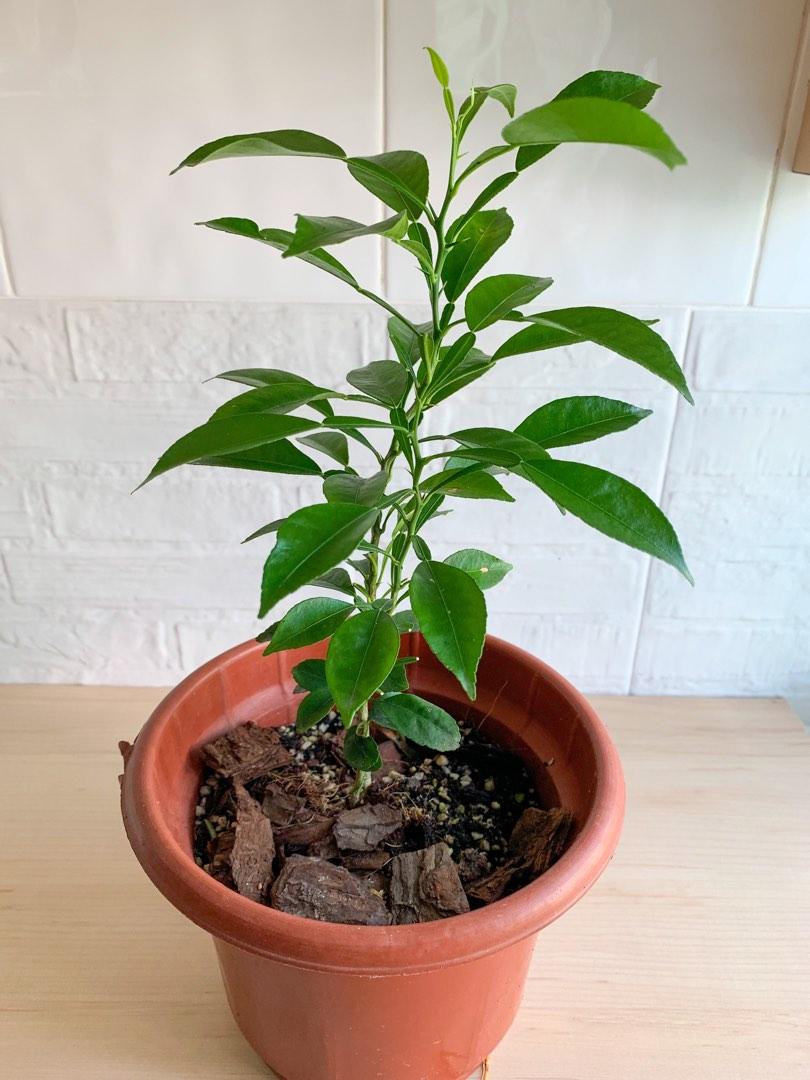 Yuzu Plant Furniture Home Living Gardening Plants Seeds On Carousell yuzu-plant-furniture-home-living-gardening-plants-seeds-on-carousell