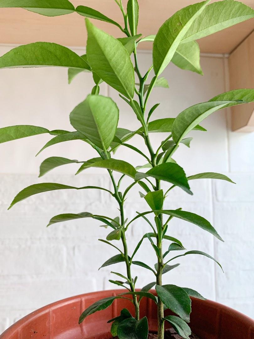 Yuzu Plant Furniture Home Living Gardening Plants Seeds On Carousell citrus-x-junos-guide-how-to-grow-care-for-yuzu-tree
