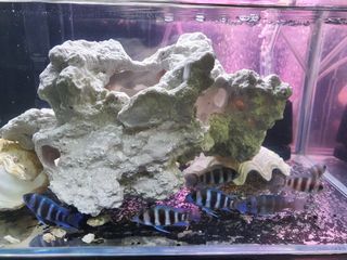 (Category: ) located in . Submitted by aawa1973 (Listing ID 1184635101, Image 1). Description: .