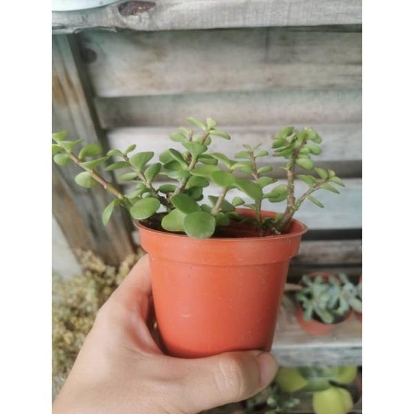 銀杏木 馬齒莧 多肉植物 家具及居家用品 居家裝飾 人工植物盆栽在旋轉拍賣