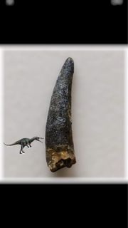 （分類：）位於 。 由 be_fossils_with_you 提交（商品編號 1184622236，圖片 1）。簡介： 。