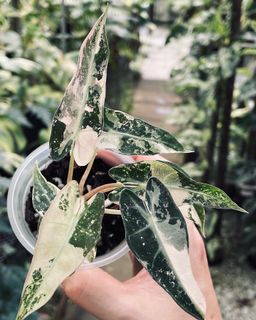 (Category: ) located in . Submitted by pompipiplants (Listing ID 1184604558, Image 1). Description: .