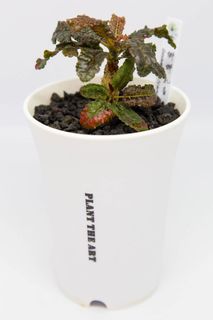 （分類：）位於 。 由 Plantheart 提交（商品編號 1184678055，圖片 1）。簡介： 。