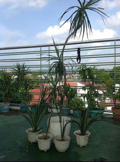 Dracaena Marginata dragon tree snake plants set