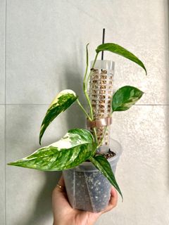 （分類：）位於 。 由 TheCityGreenery 提交（商品編號 1184606093，圖片 1）。簡介： 。