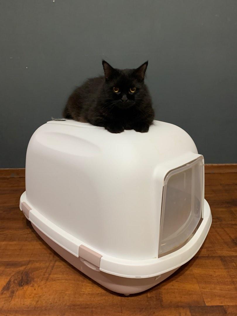 Extra Large Size Cat litter Box, Pet Supplies, Homes & Other Pet