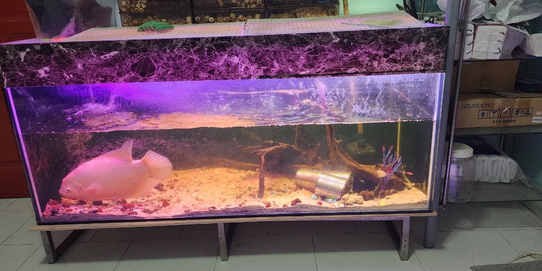 shadow box for dog ashes