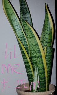 (Category: ) located in . Submitted by y4ns01 (Listing ID 1182788446, Image 1). Description: .