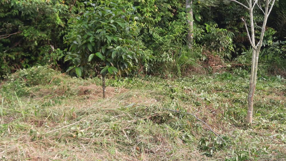 land for sale 3 acres durian, Property, For Sale on Carousell