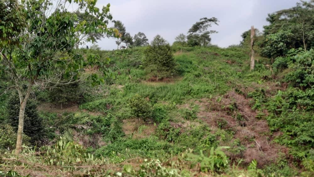 land for sale 3 acres durian, Property, For Sale on Carousell