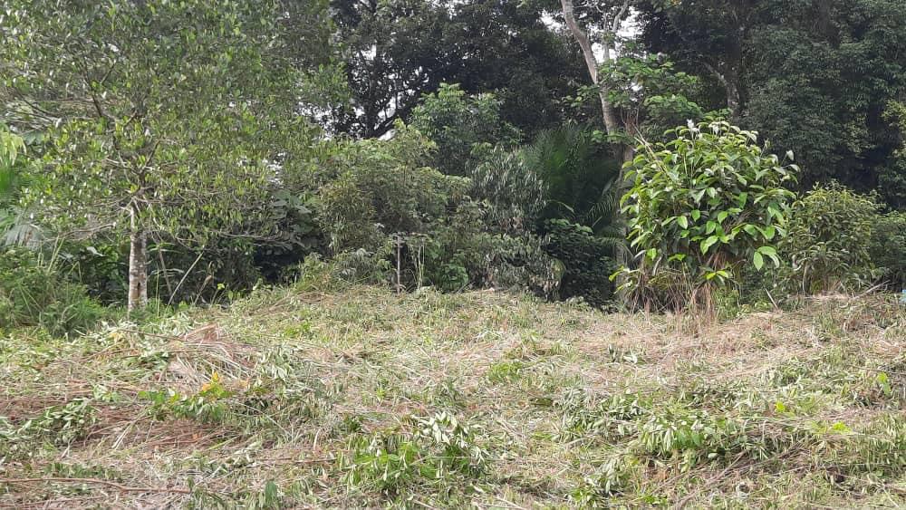 land for sale 3 acres durian, Property, For Sale on Carousell