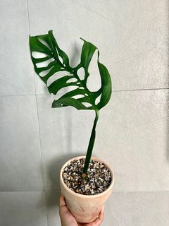 （分類：）位於 。 由 TheCityGreenery 提交（商品編號 1184641377，圖片 1）。簡介： 。