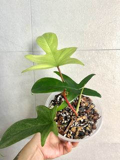 （分類：）位於 。 由 TheCityGreenery 提交（商品編號 1184638597，圖片 1）。簡介： 。