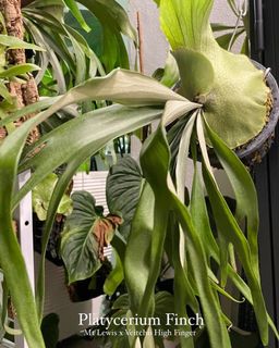 (Category: ) located in . Submitted by plantsparty (Listing ID 1184627872, Image 1). Description: .