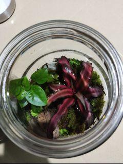 Terrarium in 1.8 liters jar glass with cover