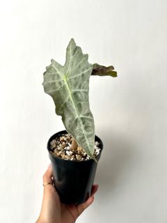 （分類：）位於 。 由 TheCityGreenery 提交（商品編號 1184738876，圖片 1）。簡介： 。
