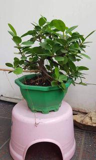 Bonsai Plant Chinese Microcarpa