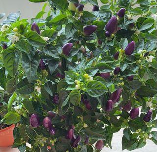 Edible dwarf purple chili chilli plant