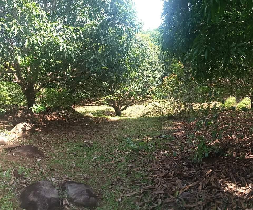 22hectare Farm lot in Guimaras, Property, For Sale, Lot on Carousell