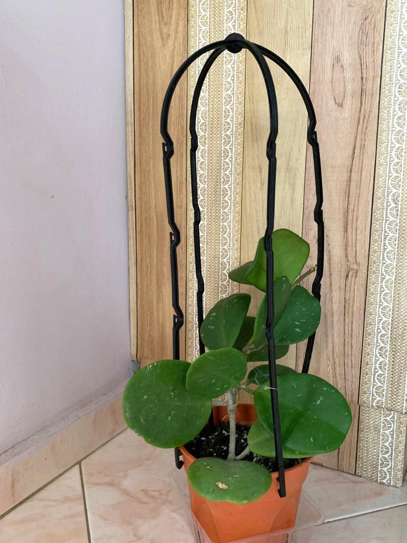 hoya-obovata-furniture-home-living-gardening-plants-seeds-on