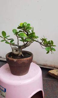 Small Bonsai on a clay pot Chinese Microcarpa