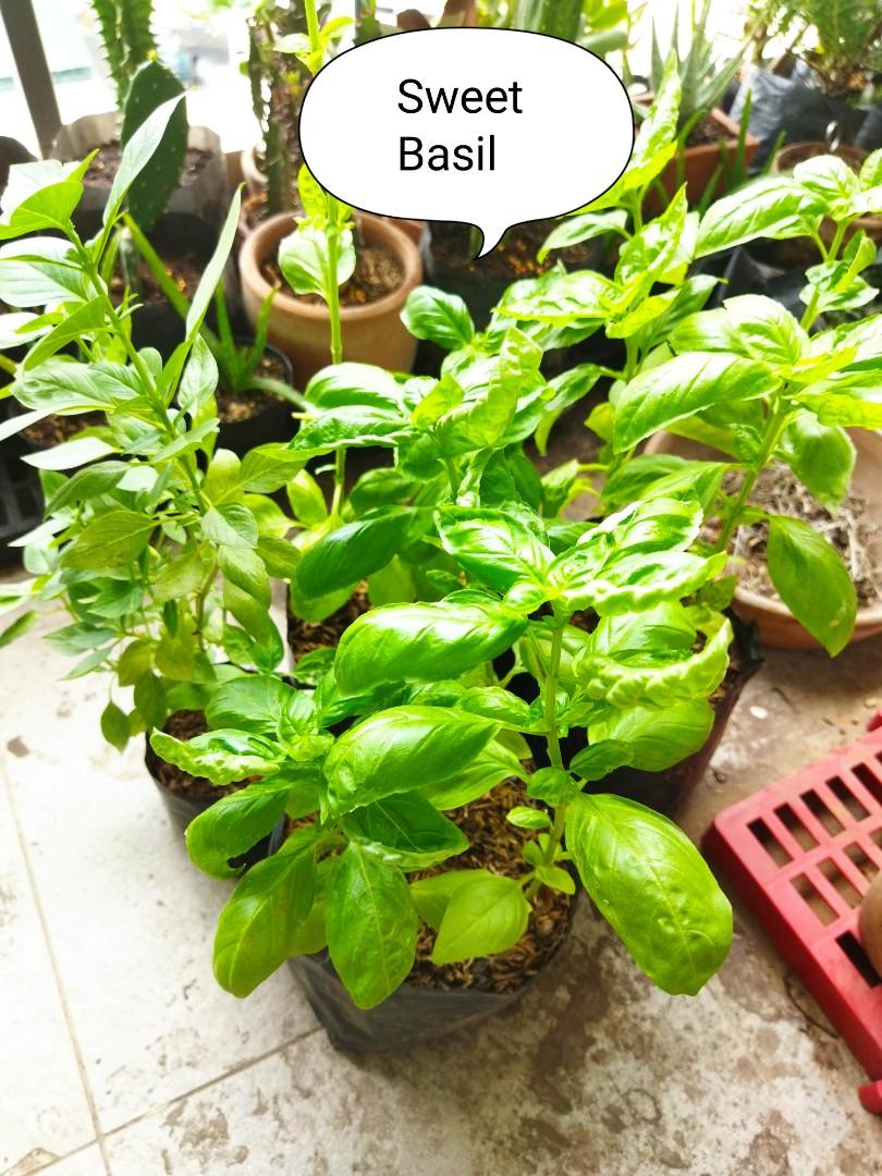 Sweet Basil Edible Plant, Furniture & Home Living, Gardening, Plants