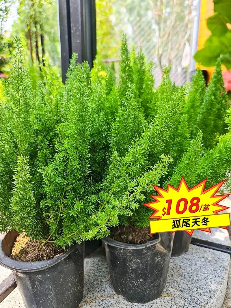 狐尾天冬室外喜光植物盆栽盆景綠植 傢俬 家居 園藝 植物及種子 Carousell