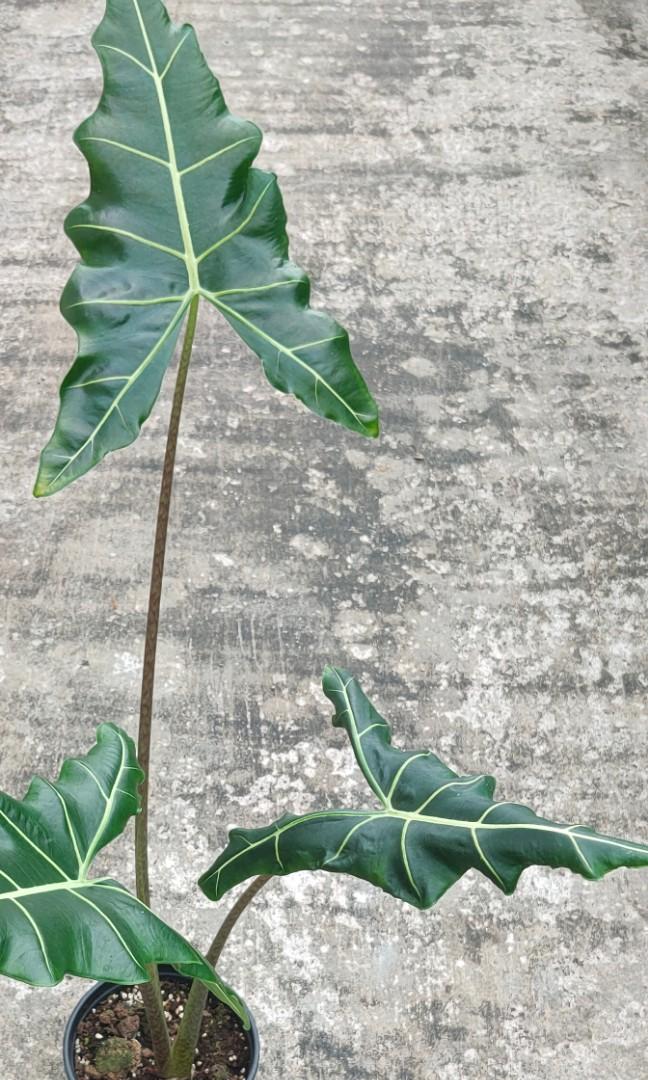 Alocasia Sarian, Furniture & Home Living, Gardening, Plants & Seeds on