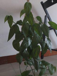 Cebu Blue Pothos Epipremnum Pinnatum Single Node Cuttings