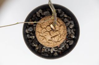 （分類：）位於 。 由 Plantheart 提交（商品編號 1185052566，圖片 1）。簡介： 。