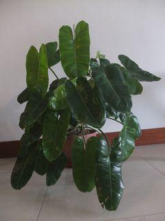 Philodendron Burle Marx