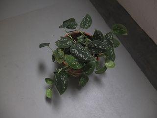 Scindapsus Pictus 'Silver Pothos'