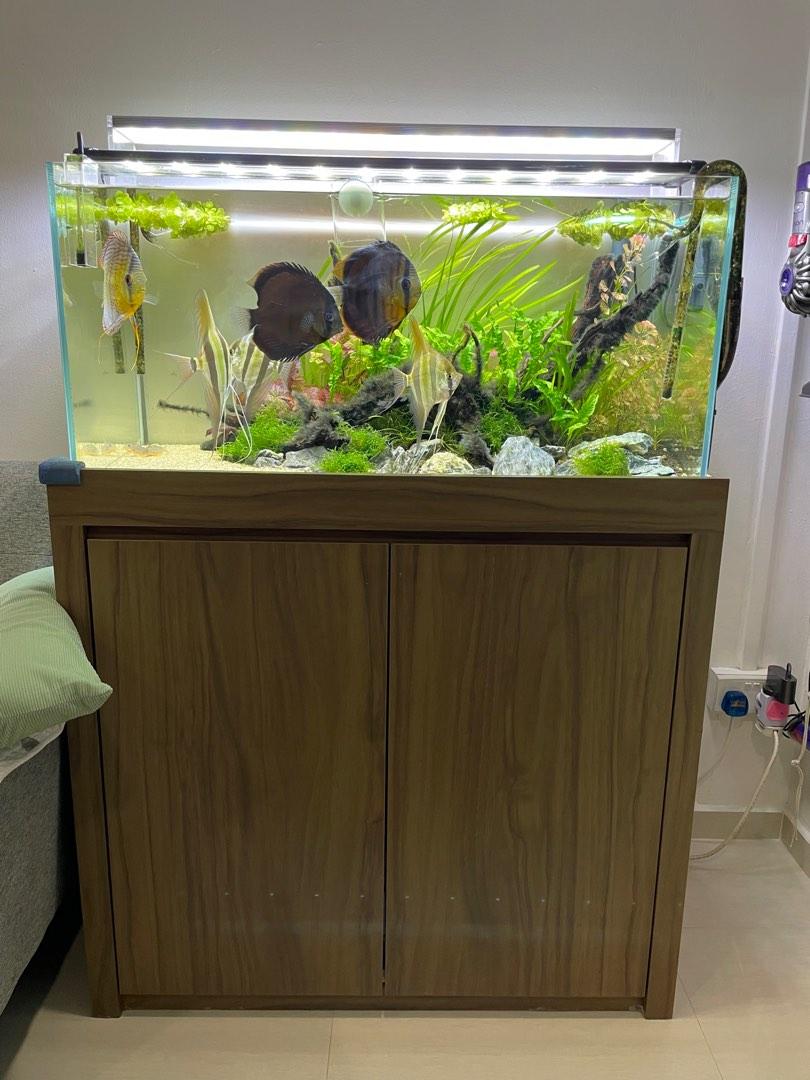 3m long crystal glass fish tank for sale, Pet Supplies, Homes & Other Pet  Accessories on Carousell