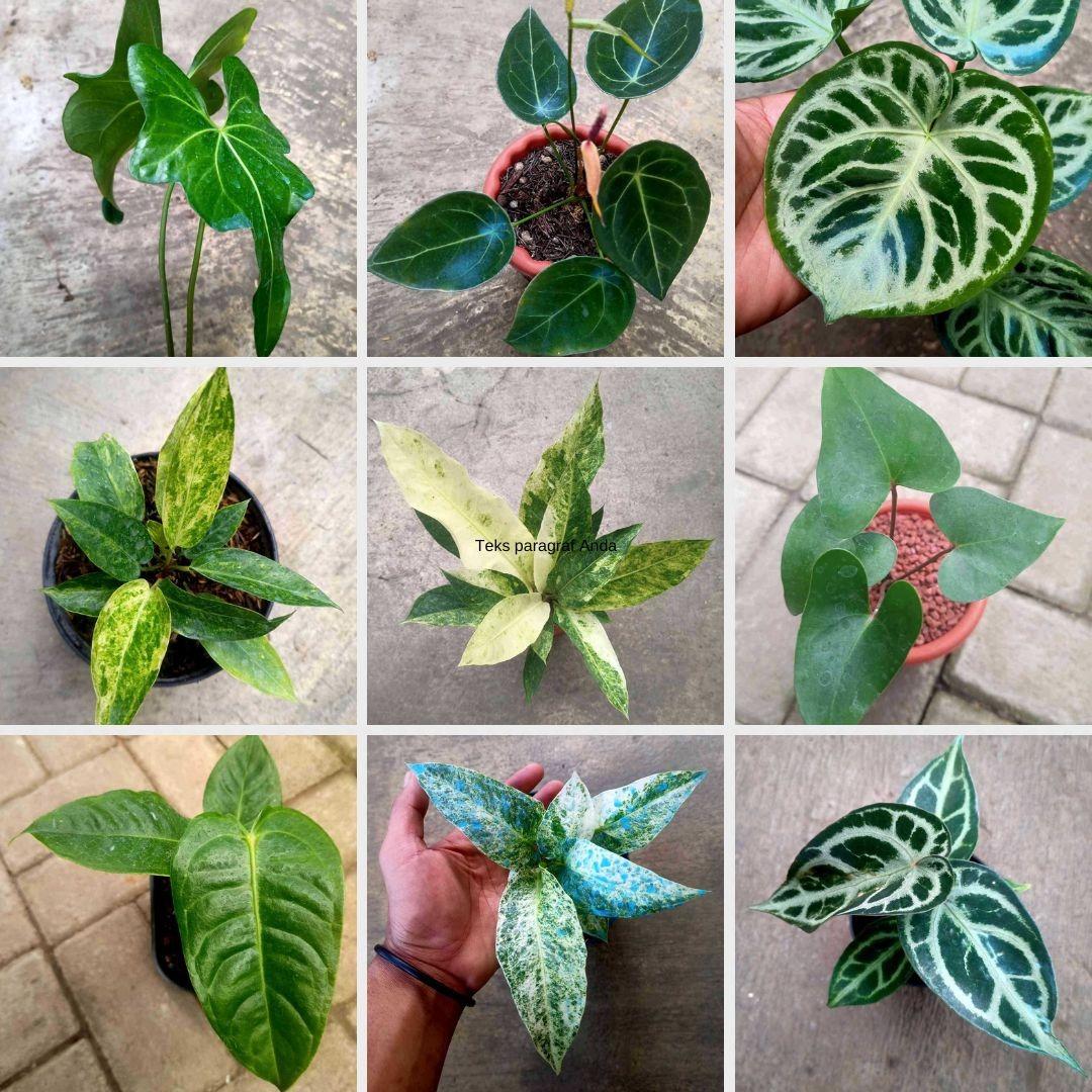 Anthurium, Furniture & Home Living, Gardening, Plants & Seeds on Carousell