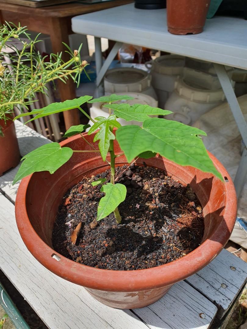 Dwarf papaya young plants for sale [2nd batch], Furniture & Home Living