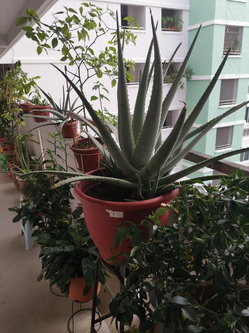 Edible Giant Thai Aloe Vera Medical Properties Furniture And Home Living Gardening Plants 4883