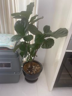 (Category: ) located in . Submitted by medsin (Listing ID 1185113312, Image 1). Description: .