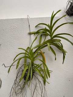 (Category: ) located in . Submitted by hansplants (Listing ID 1185240475, Image 1). Description: .