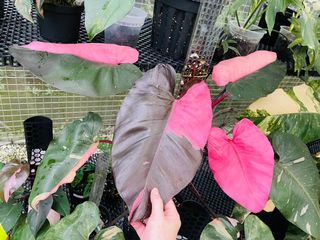 (Category: ) located in . Submitted by pompipiplants (Listing ID 1185223533, Image 1). Description: .