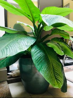 (Category: ) located in . Submitted by greenwalker (Listing ID 1185141876, Image 1). Description: .