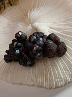 Old variety large bead Leklai gall, currently one of the rarest Leklai types, changes according to the owner's aura, protects against backstabbers, wards off evil and negative energy, attracts influential people, enhances wealth luck đ #1158.64209179801090110