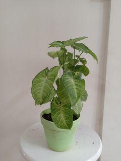 Upgraded Pots : Arrowhead Plant  for Beginners